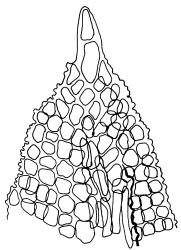 Bryoerythrophyllum dubium, leaf apex, papillae omitted. Drawn from G.O.K. Sainsbury 16291, WELT M016159.
 Image: R.D. Seppelt © R.D.Seppelt All rights reserved